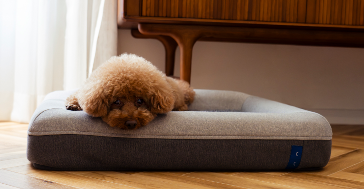 眠る愛犬の写真